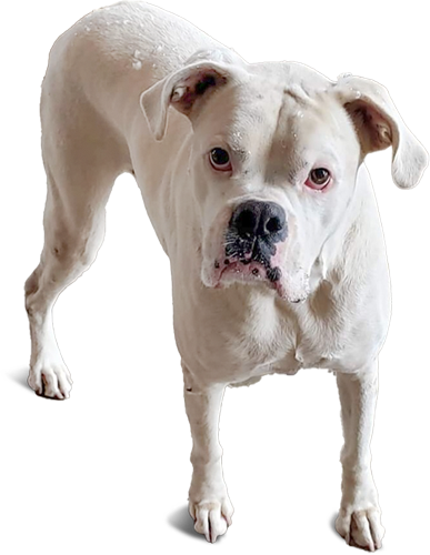 Large white mixed breed bull dog