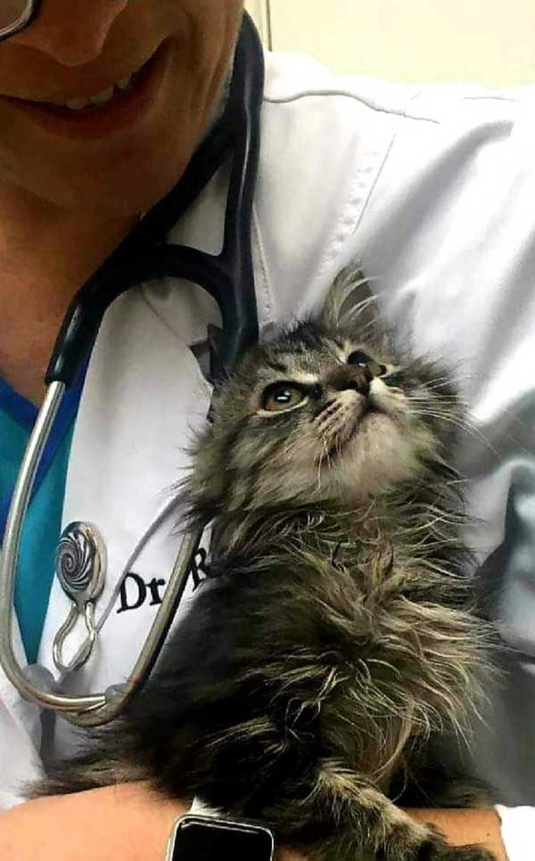 Long-haired tabby kitten held in arms of veterinarian