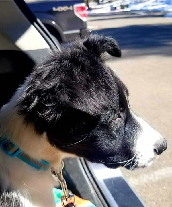 Black and white collie dog intently looking out car hatch