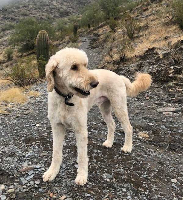 White doodle dog hiking on trail