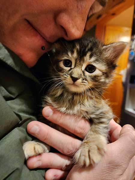 Tabby kitten being held closely to owner