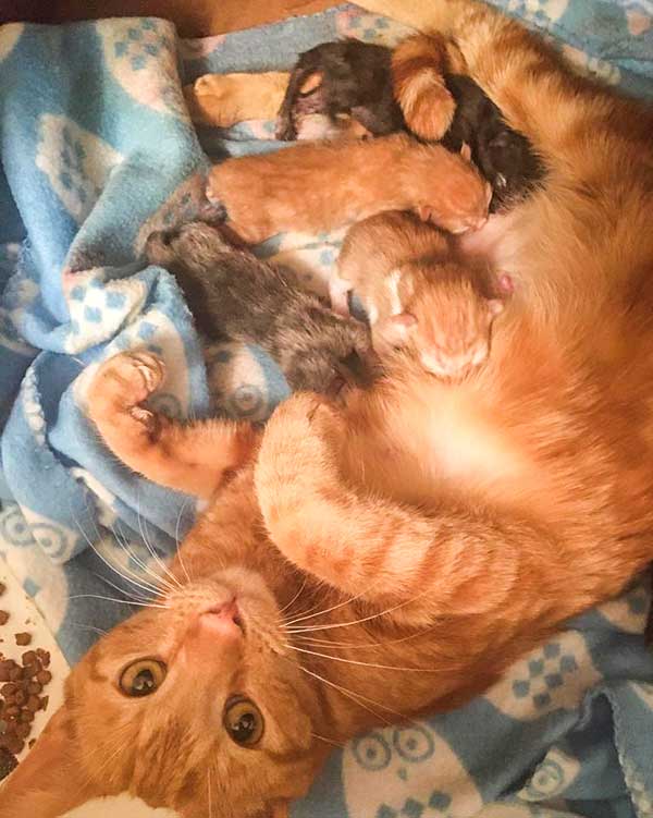 Orange mother cat feeding litter of kittens