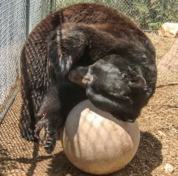 Black bear playing with ball inside zoo enclosure