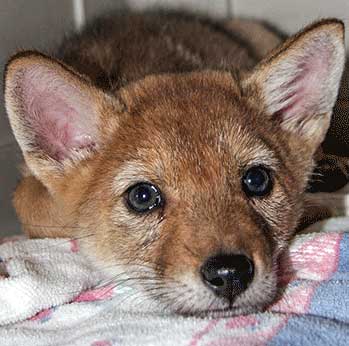 Wild fox pup resting on blanket