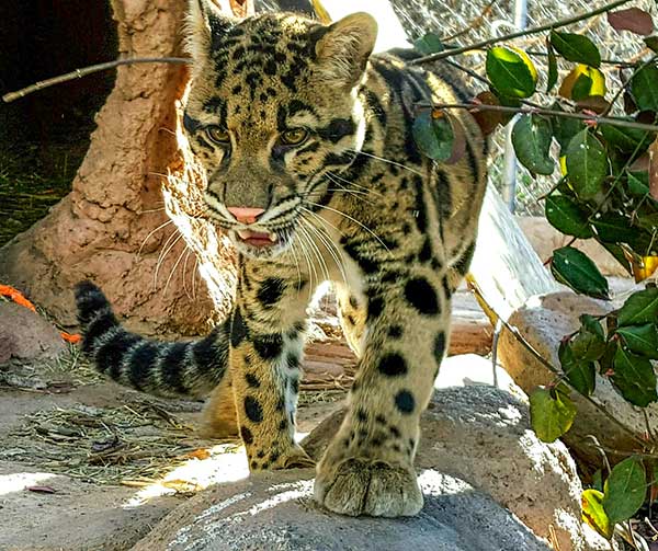 Wild leopard in zoo enclosure surrounded by shrubs