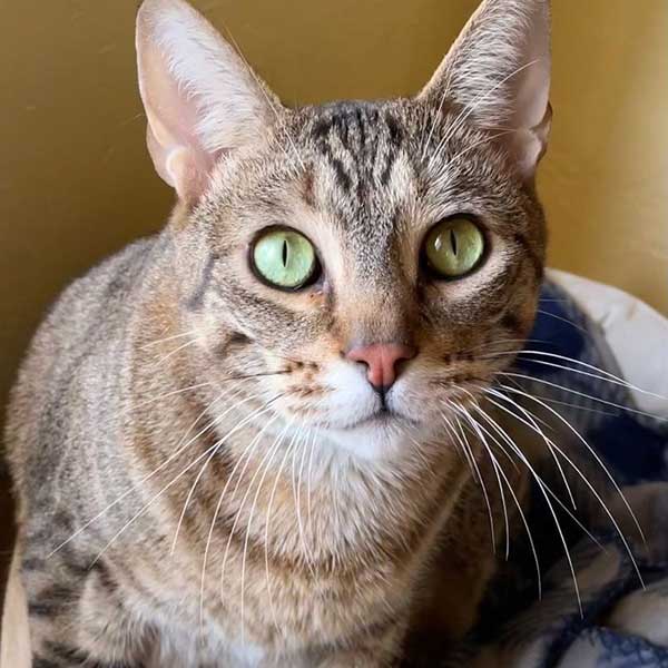 Tabby cat with green eyes