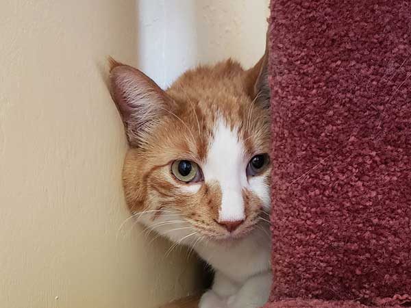 Orange and white cat hiding between wall and cat scratch tower